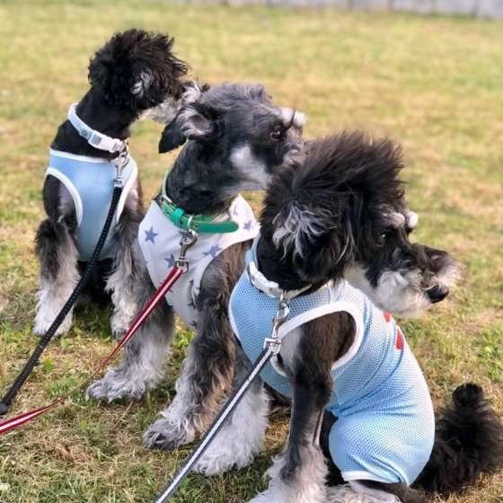 ミニチュア・シュナウザーのととくんたち