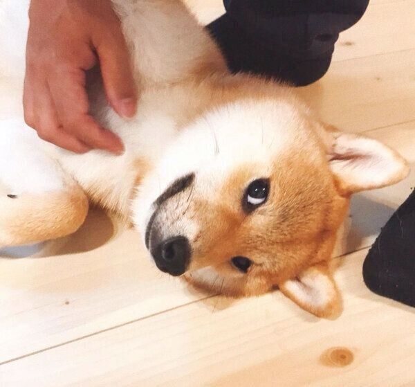 ナデナデが好きなサスケくん