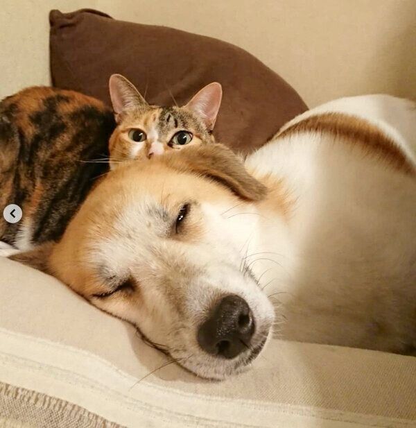 寄り添い合うコロちゃん、チコちゃん