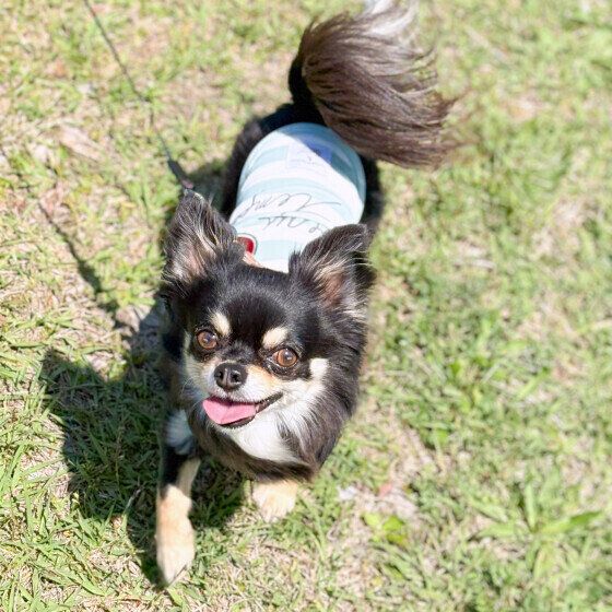 チワワの快くん