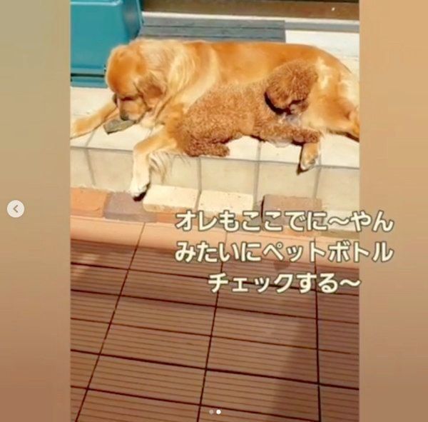 仲良しなゴールデン・レトリーバーとトイ・プードル