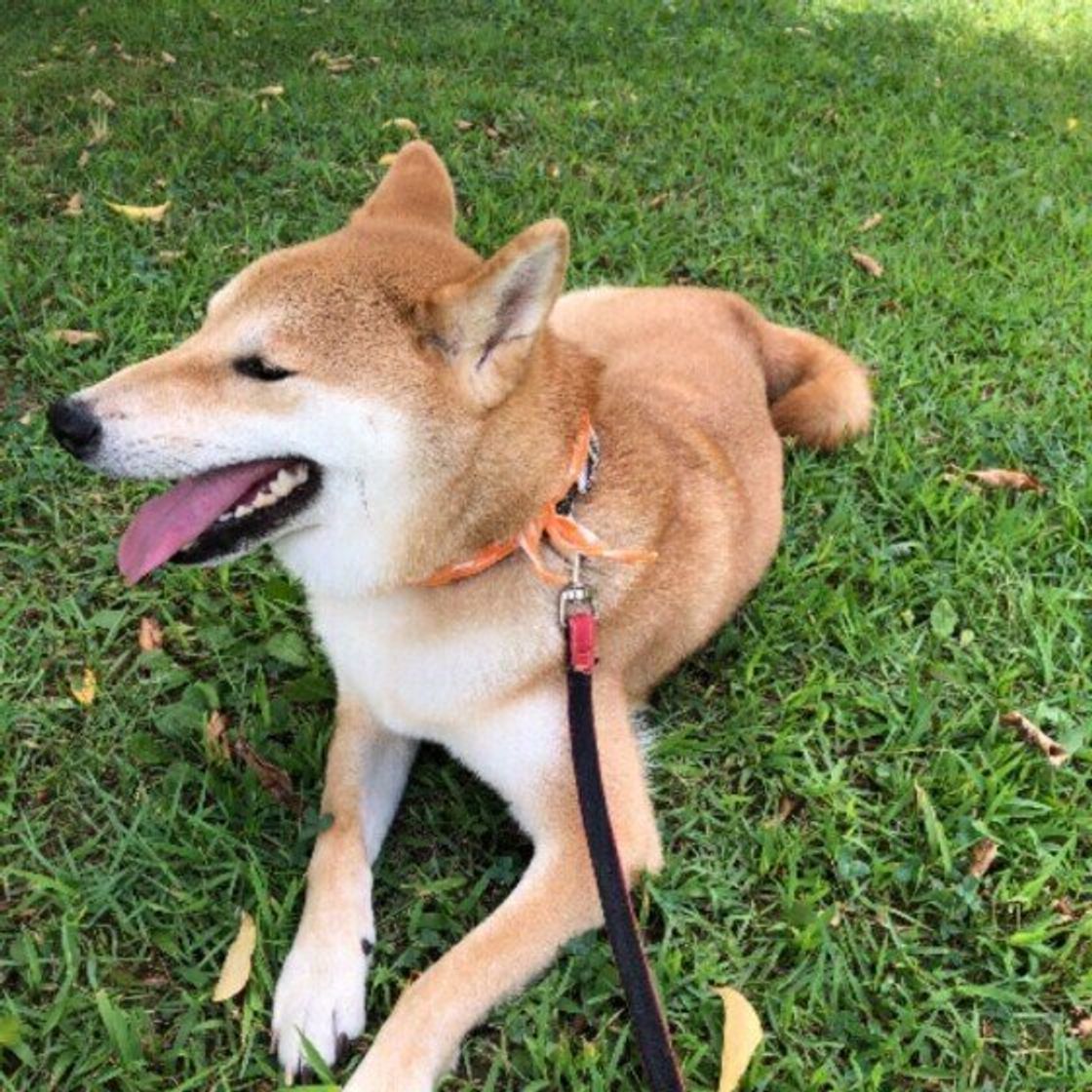断固拒否 散歩中に歩くのを拒否する犬たちを調査 道路に寝転ぶ ため息をつく などの行動も いぬのきもちweb Magazine 断固拒否 散歩中に歩くのを拒否する犬たちを調査 道路に寝転ぶ ため息をつく などの行動も いぬのきもちweb Magazine