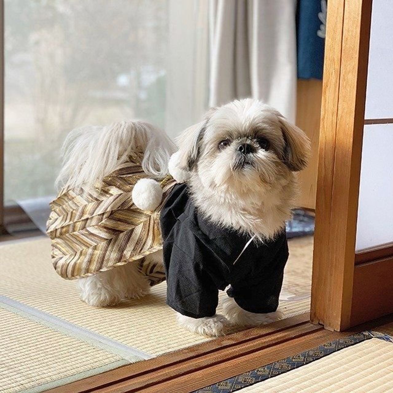 犬と暮らすとハグが増える 連載 シーズー犬のてんぽ 第19回 いぬのきもちweb Magazine 犬と暮らすとハグが増える 連載 シーズー犬のてんぽ 第19回 いぬのきもちweb Magazine
