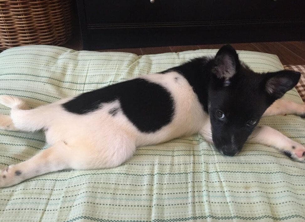 寝ころぶ犬 生後3カ月頃