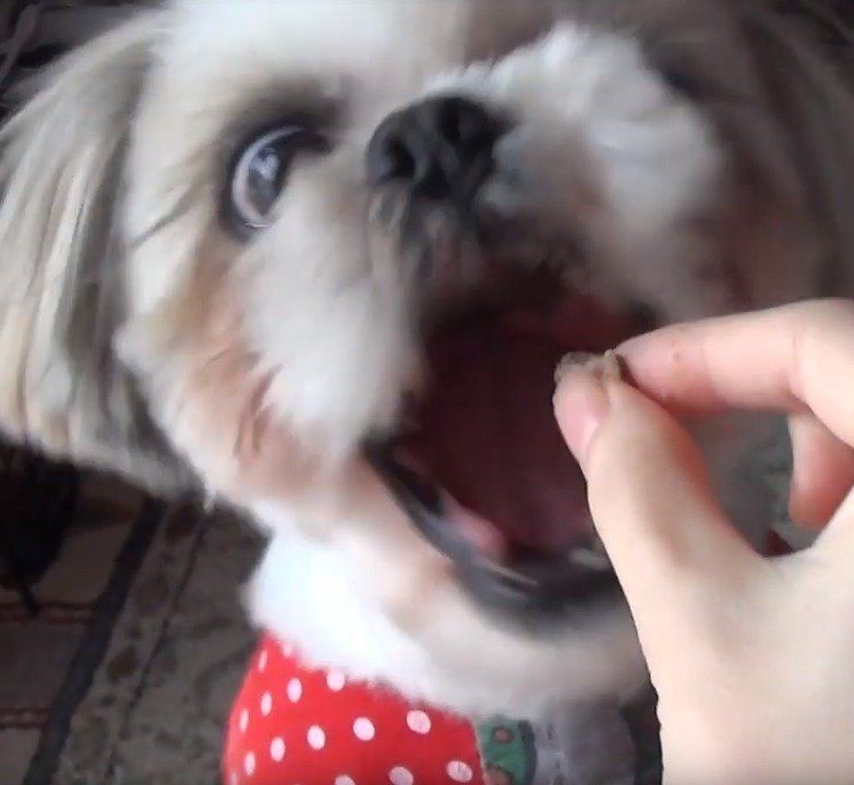 シーズーのえいとちゃん