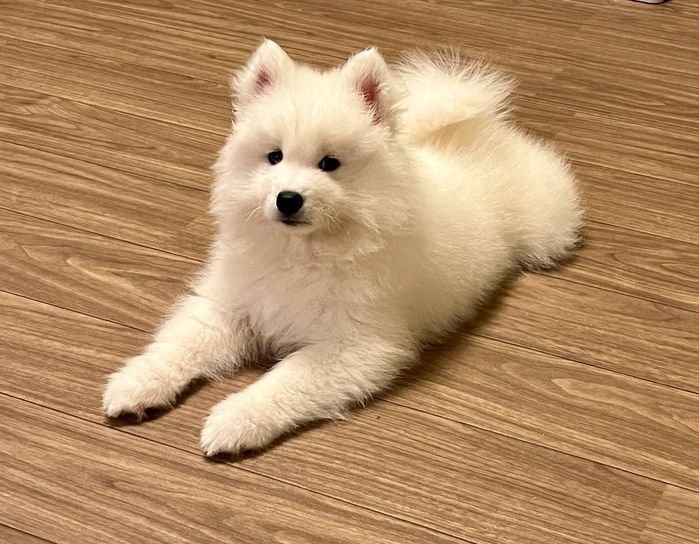 子犬時代の写真を見返すと、飼い主さんは「ここからマシュくんと私たちの記憶が始まったんだな」と感慨深い気持ちになるのだとか