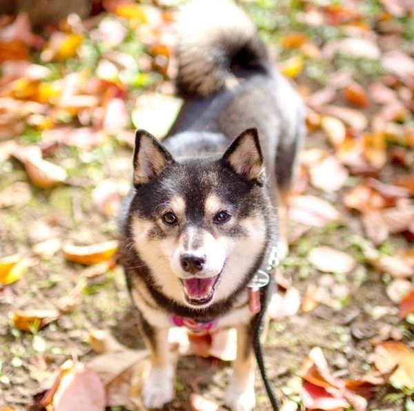 お散歩する吾子ちゃん