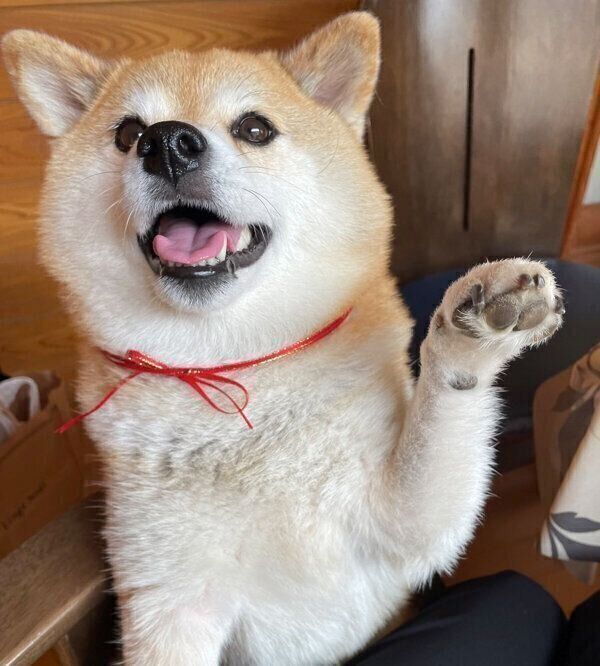 おねだりするえまちゃん