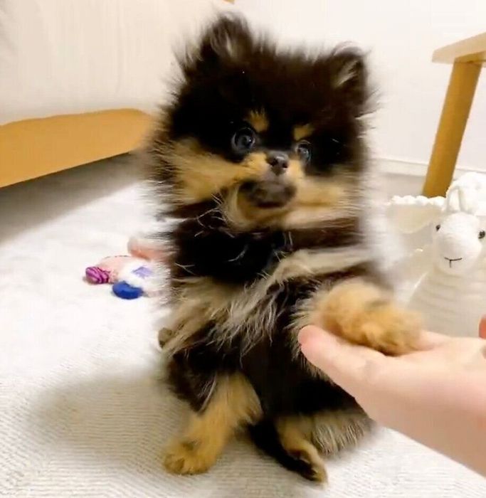 オテをするちくわちゃん
