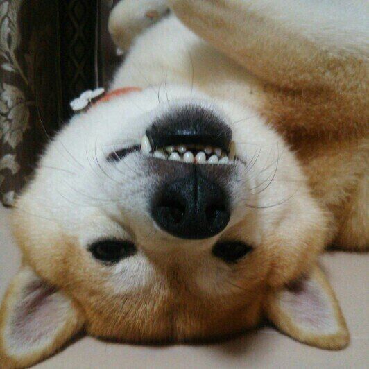 獣医師監修 犬に小松菜を与えるときは注意が必要 与えるメリットとデメリットを解説 いぬのきもちweb Magazine