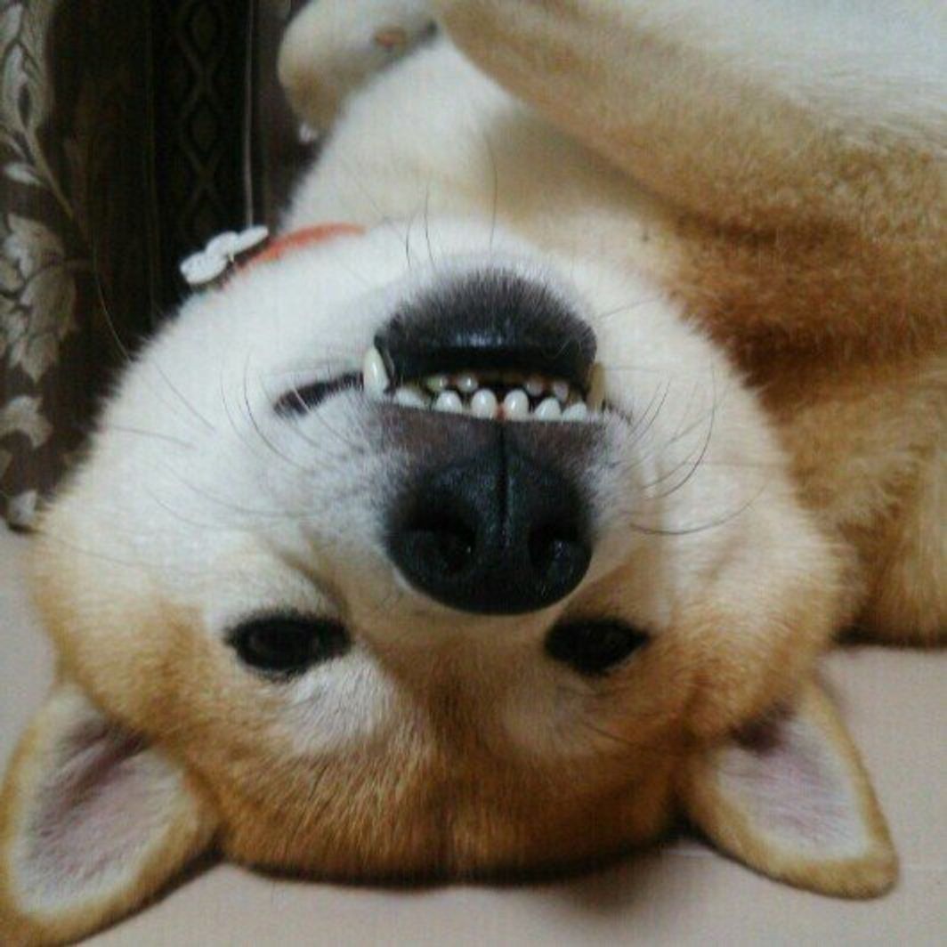 獣医師監修 犬に小松菜を与えるときは注意が必要 与えるメリットとデメリットを解説 いぬのきもちweb Magazine 獣医師監修 犬に小松菜を与えるときは注意が必要 与えるメリットとデメリットを解説 いぬのきもちweb Magazine