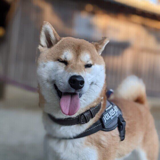 柴犬のころくん