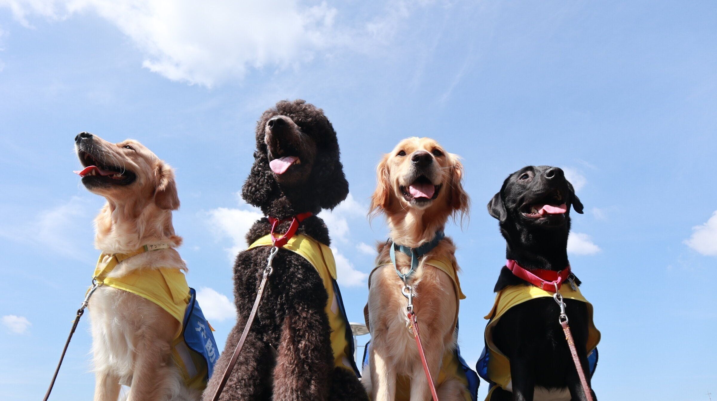 介助犬フェスタ2022