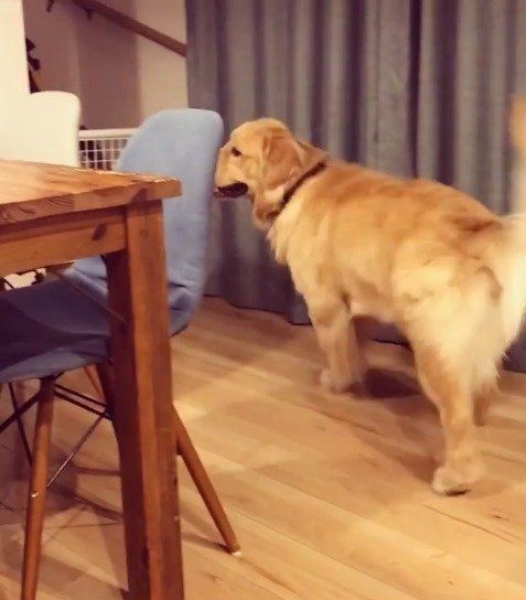 かくれんぼする犬