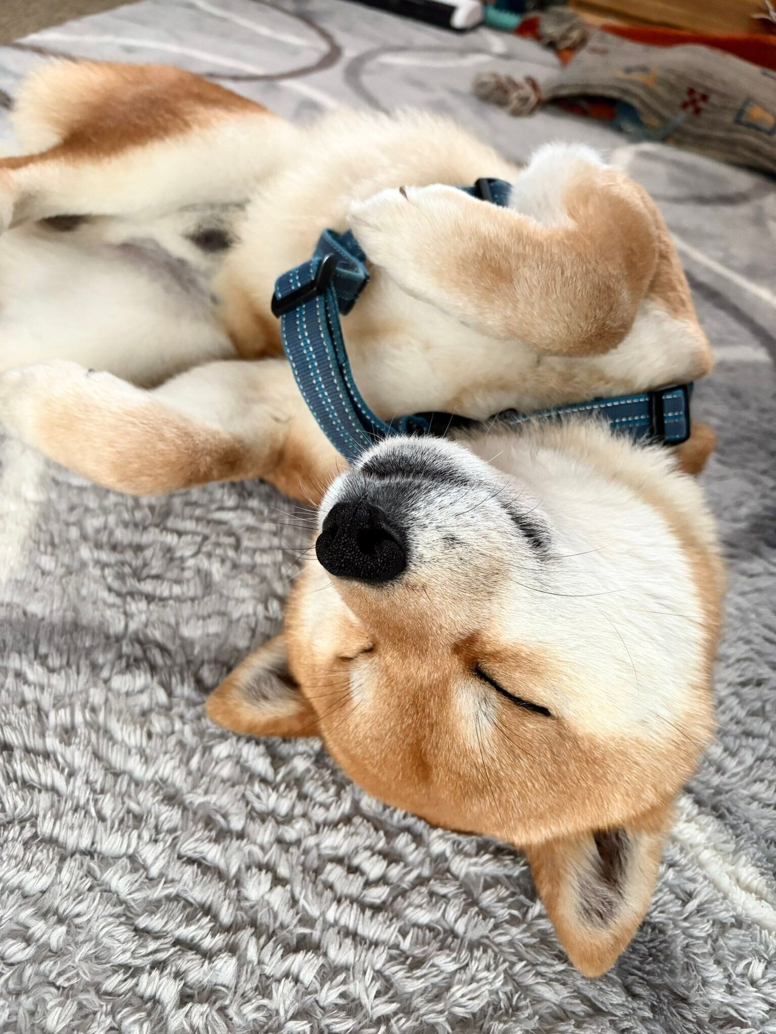 ヘソ天する福ちゃん。