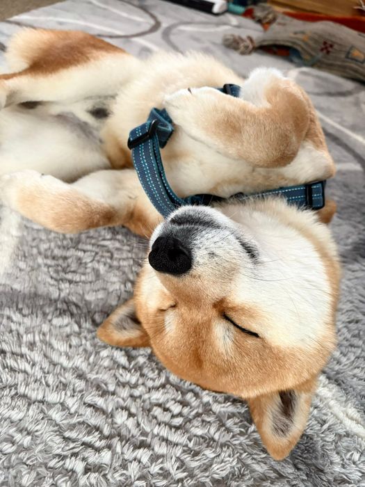 ヘソ天する福ちゃん。