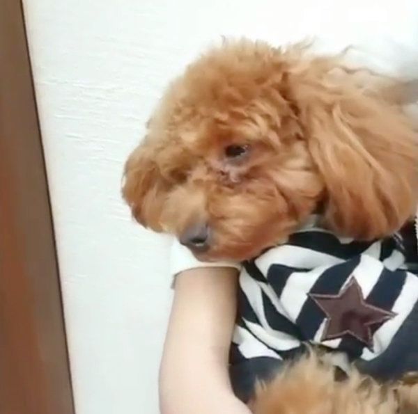 抱っこされながら寝ちゃうトイ・プードル