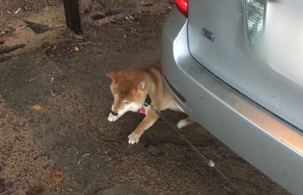 車に乗りたい柴犬