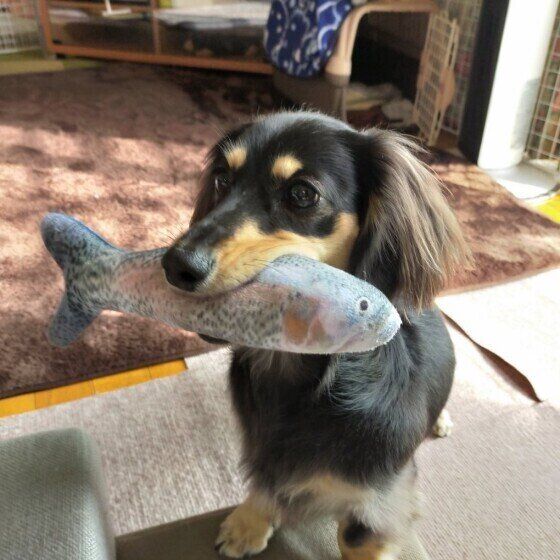 おもちゃで遊ぶミニチュア・ダックスフンド