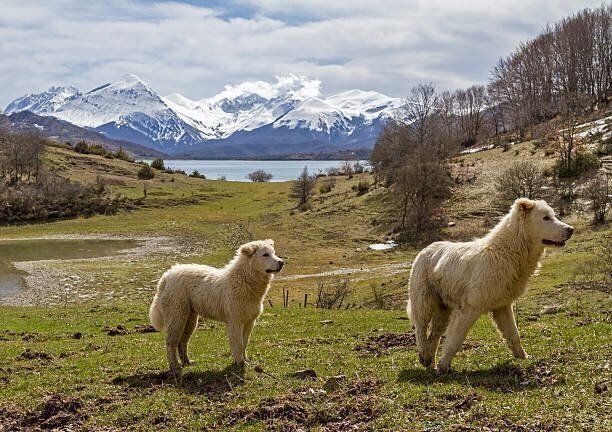 マレンマ シープドッグの特徴 性格 最新価格と飼い方 いぬのきもち 犬図鑑 いぬのきもちweb Magazine