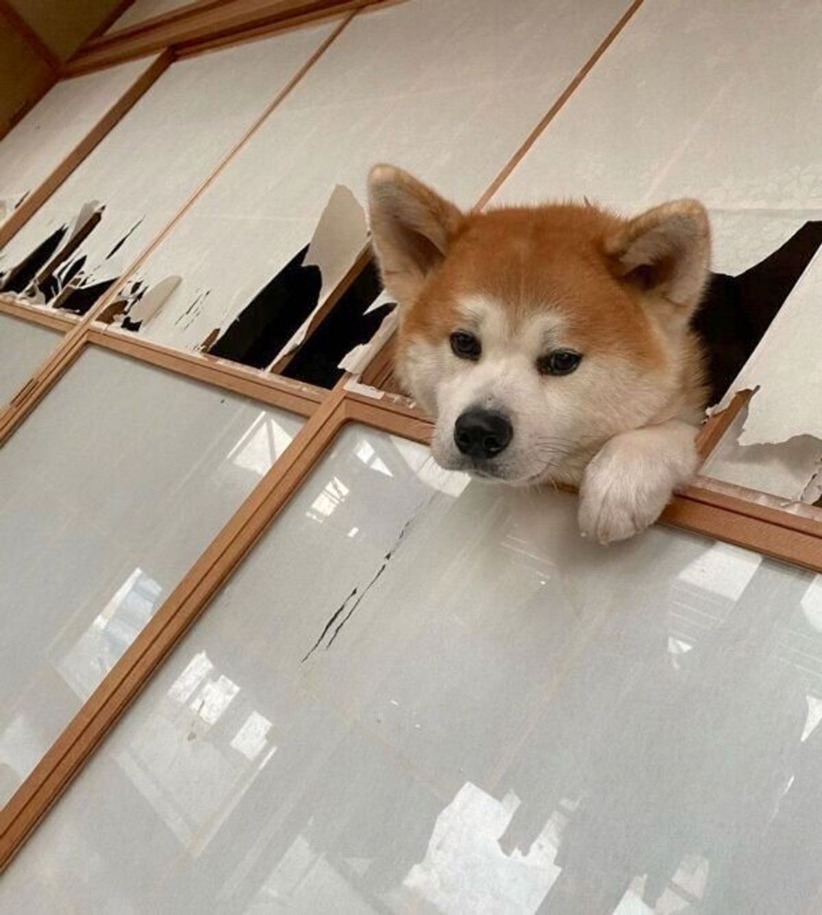 障子から顔を出して満足気な秋田犬 達成感あふれる表情 をしている理由に笑っちゃう いぬのきもちweb Magazine 障子から顔を出して満足気な秋田犬 達成感あふれる表情 をしている理由に笑っちゃう いぬのきもちweb Magazine