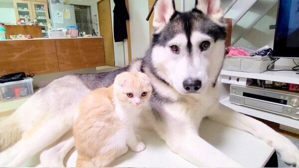 こたつの上が好きなはっちゃんとじゅんちゃん