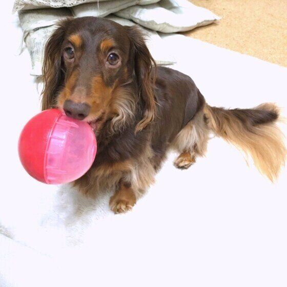 梅雨は愛犬とどう過ごす? 梅雨時の犬の散歩や体調管理の仕方 いぬのきもち