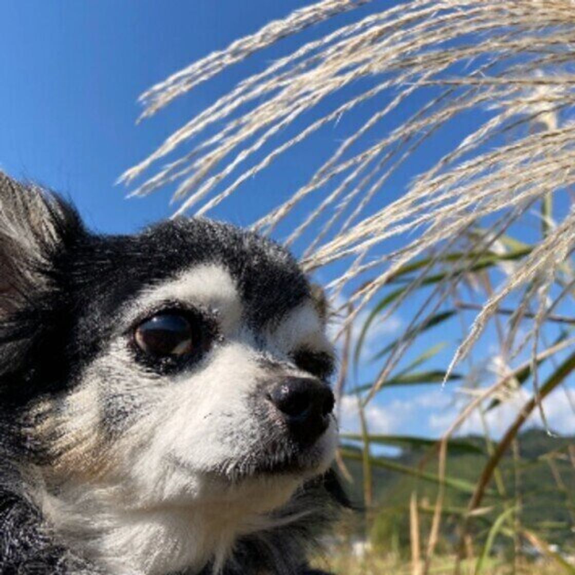 シニア期を迎えた犬とどう遊ぶ 犬の体に負担をかけない遊び方 いぬのきもちweb Magazine シニア期を迎えた犬とどう遊ぶ 犬の体に負担をかけない遊び方 いぬのきもちweb Magazine