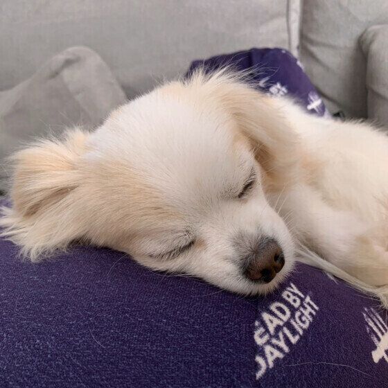 Mix（小型犬）の萌花ちゃん♪