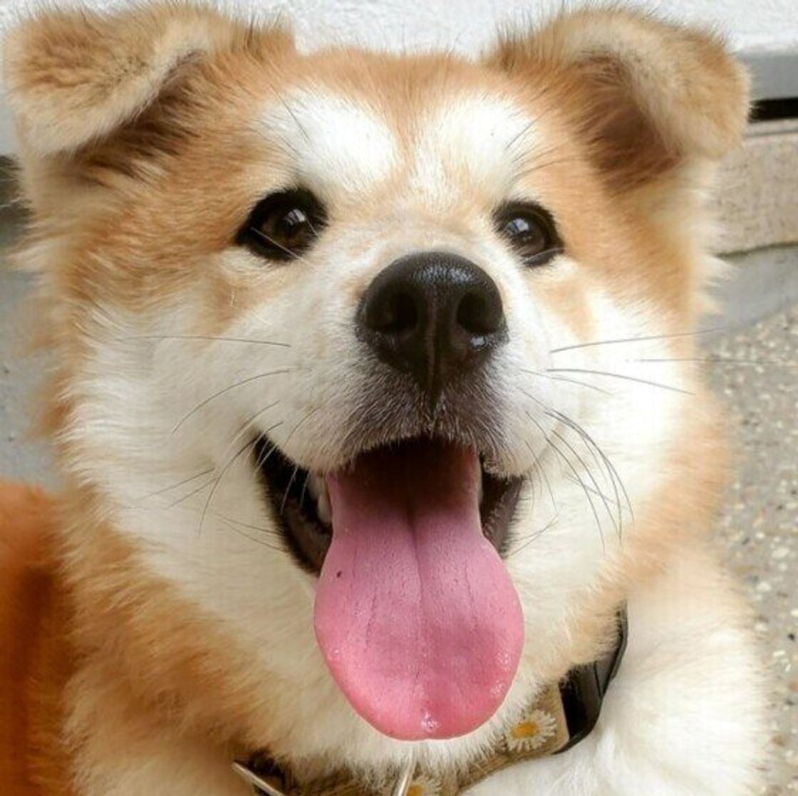 そばにいてくれてありがとう とにかく全部が愛おしい 飼い主さんのコメントにグッとくる 犬の日企画 調査 Vol 3 いぬのきもちweb Magazine そばにいてくれてありがとう とにかく全部が愛おしい 飼い主さんのコメントにグッとくる 犬の日企画 調査 Vol 3 いぬのきもちweb Magazine