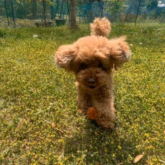 ボール遊びをするトイ・プードル