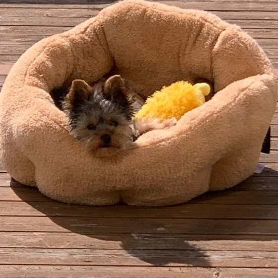 ヨークシャー・テリアのそらくん