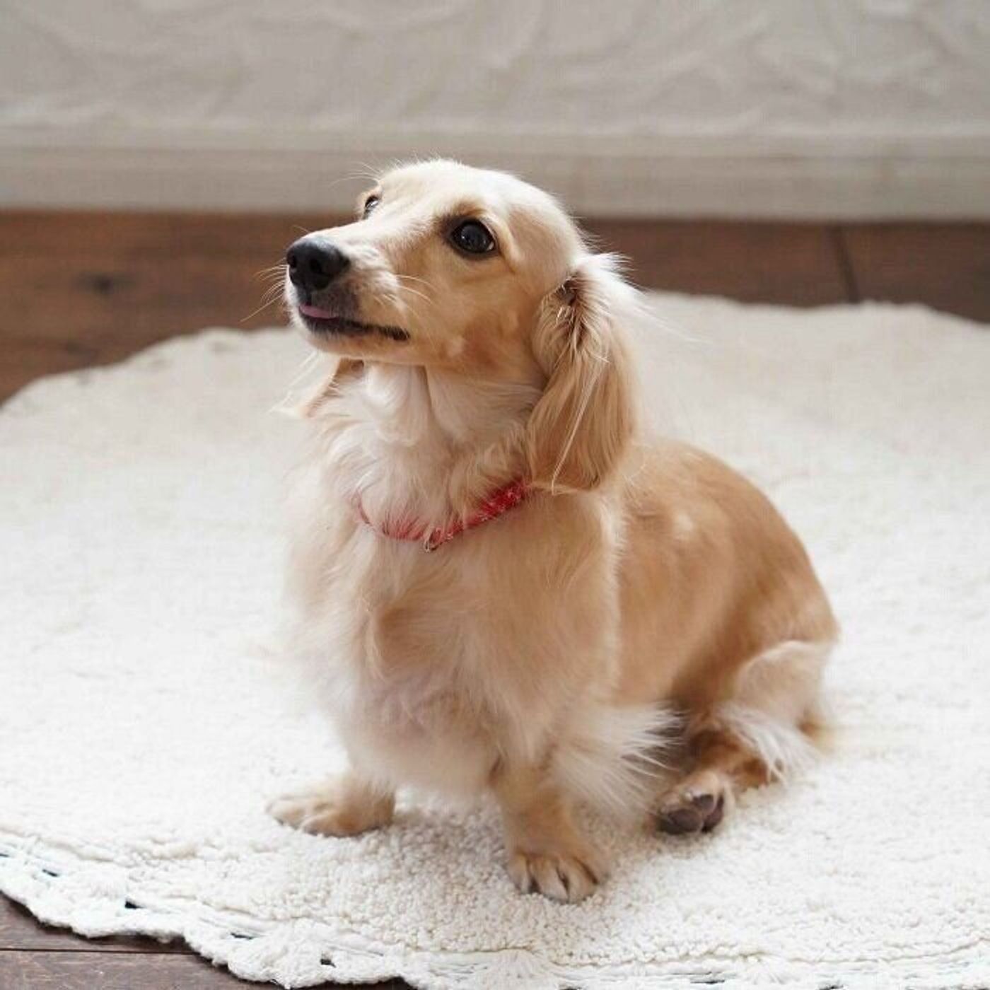 犬の3大死因 がん のひとつ メラノーマ に愛犬がかかったら いぬのきもちweb Magazine 犬の3大死因 がん のひとつ メラノーマ に愛犬がかかったら いぬのきもちweb Magazine