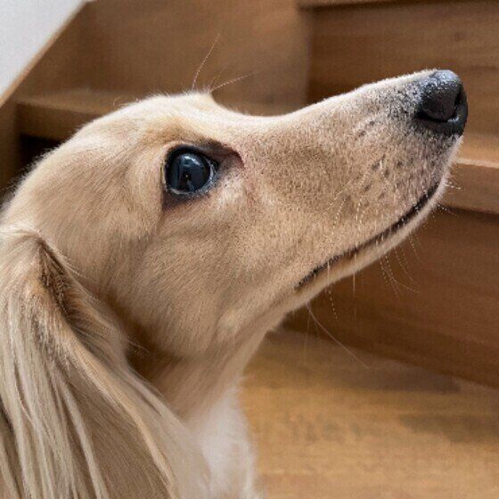 見上げるMダックスのクルムちゃん