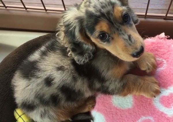 見つめるミニチュア・ダックスフンド