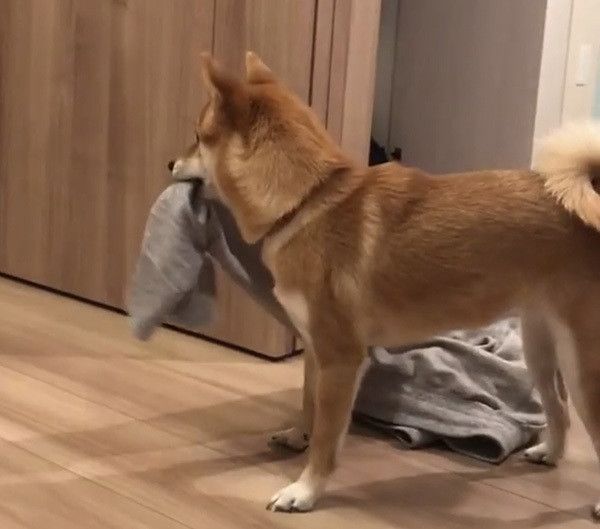 豆柴のにこちゃん