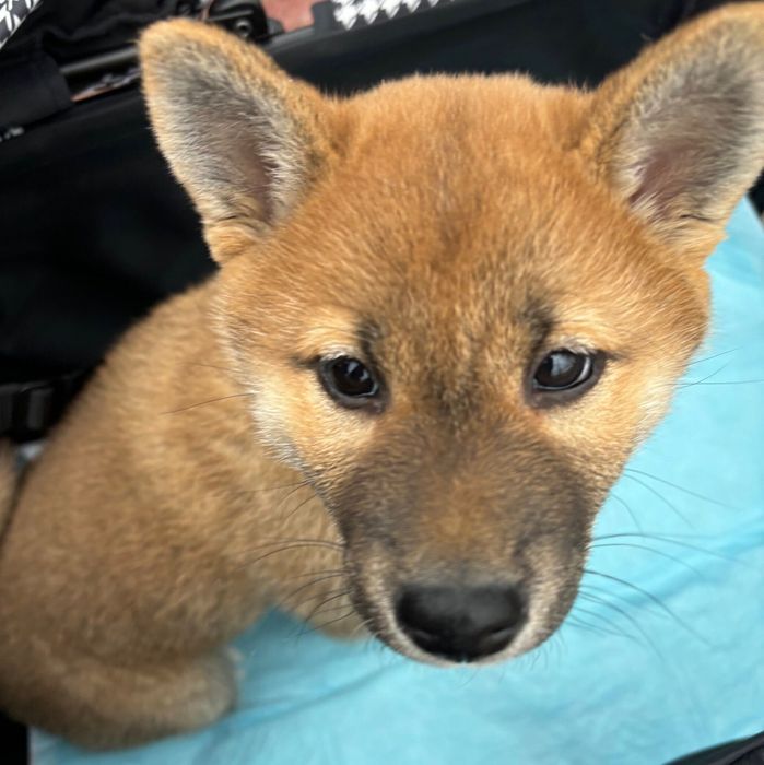 マズルが黒くて耳が完全に立っていなかった柴の子犬→1カ月後の「柴犬らしくなってきた姿」に、成長の早さを実感!|いぬのきもちWEB MAGAZINE