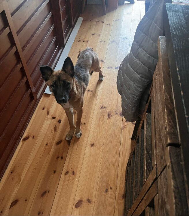 ご飯を要求する犬