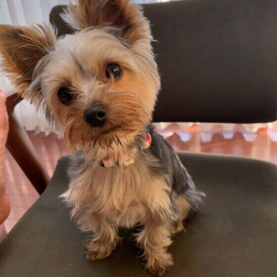 首をかしげるヨークシャー・テリア