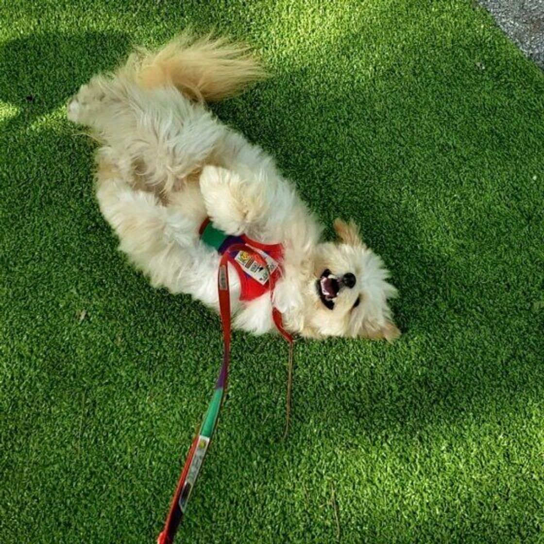 スリスリ ホリホリ 犬が散歩時に見せるフシギ行動の理由は いぬのきもちweb Magazine スリスリ ホリホリ 犬が散歩時に見せるフシギ行動の理由は いぬのきもちweb Magazine