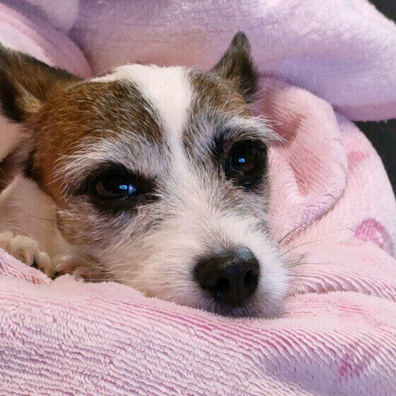 なぜ寂しくなるの？ シニア犬が人恋しくなる理由と対処法 いぬのきもち