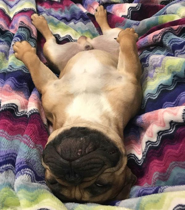 驚きの体勢で寝落ちしちゃう犬