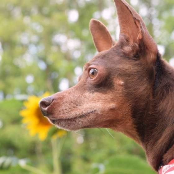 散歩するチワワ