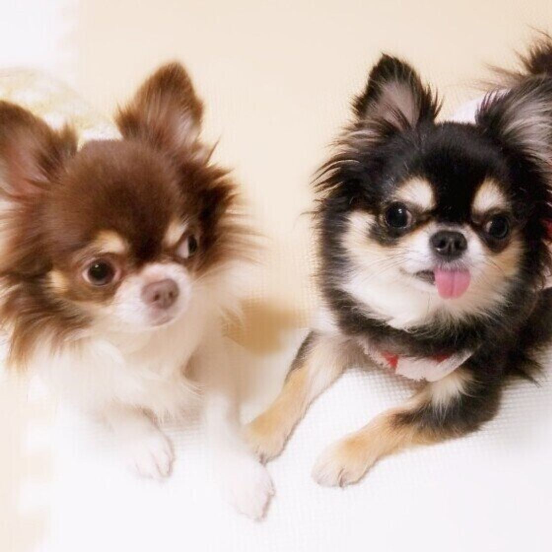 空気が読めない犬は他の犬に嫌われる 犬同士で仲良くできない理由 いぬのきもちweb Magazine 空気が読めない犬は他の犬に嫌われる 犬同士で仲良くできない理由 いぬのきもちweb Magazine