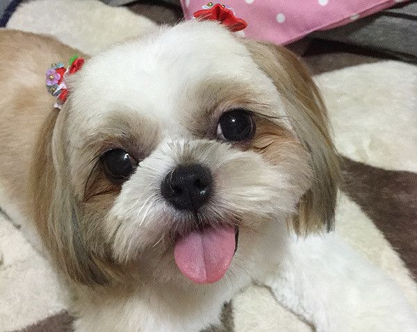 見つめるシー・ズー