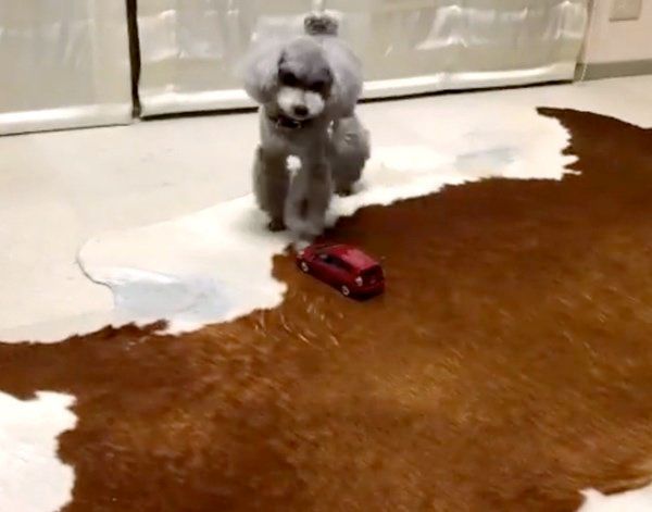 車のオモチャで遊ぶトイ・プードル