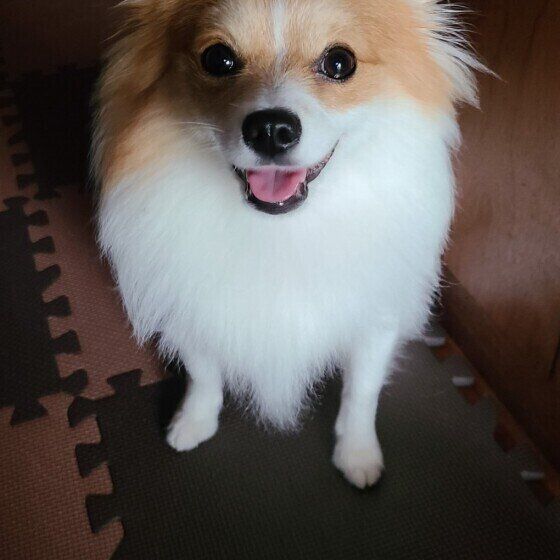 Mix（雑種）小型犬のららちゃん