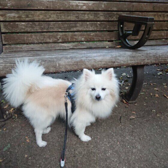 ベンチ下にいるポメラニアンの詩風音(しふぉん)  ちゃん