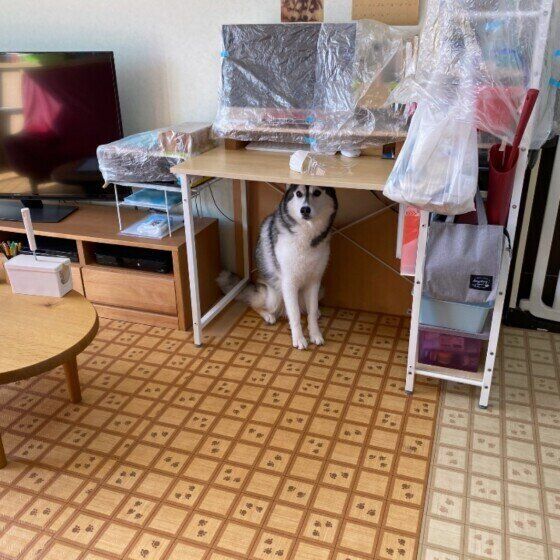 シベリアン・ハスキーのしーぽんちゃん