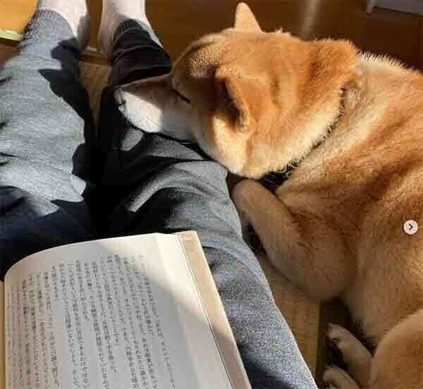 飼い主さんの足にあごを乗せて眠る蘭丸くん